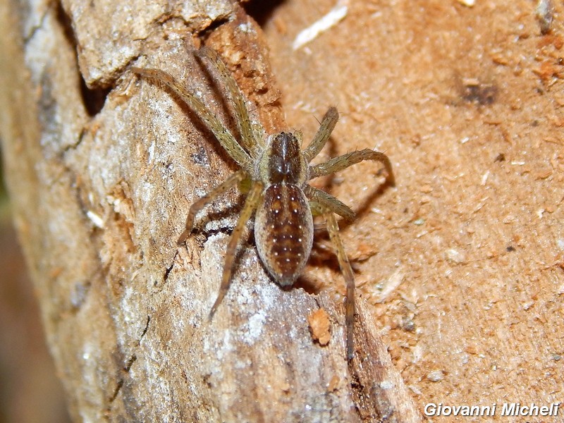 Giovane Dolomedes sp. - Pontevecchio (MI)